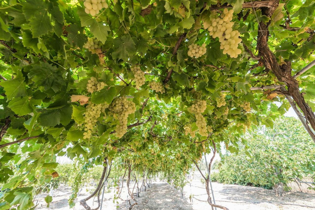 Lianas Garden House Βίλα Αφάντου Εξωτερικό φωτογραφία